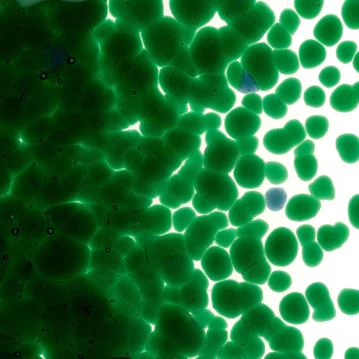 Bullseye COE90 Fusing Glass 001145 Kelly Green Frit