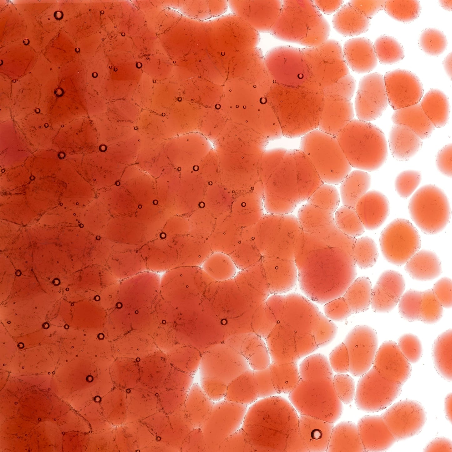 Bullseye COE90 Fusing Glass 001305 Sunset Coral Frit