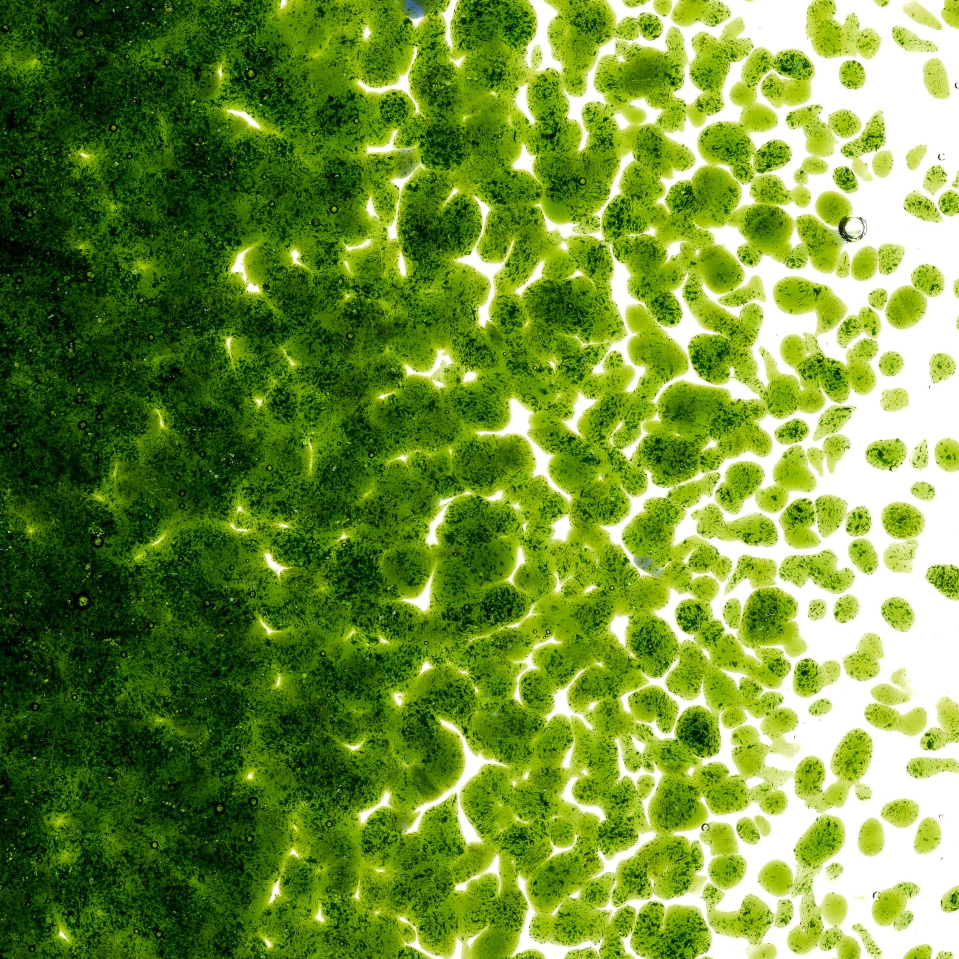 Bullseye COE90 Fusing Glass 001412 Light Aventurine Green Frit